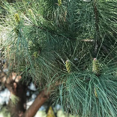 Family Astra 切尔诺莫雷茨